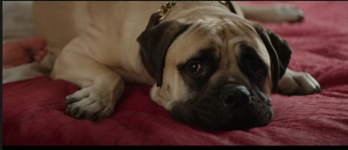 These Bollywood Movies Prove That Dogs Are Actually Man's Best Friends