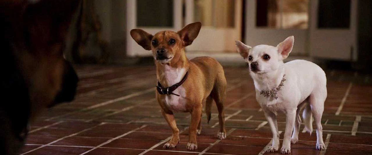 Beverly Hills Chihuahua 2008 Movie Reviews Cast Release Date Bookmyshow