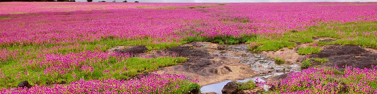 Kaas Plateau
